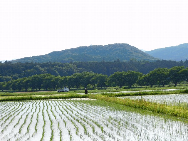 結婚相談所埼玉　田んぼの画像です。