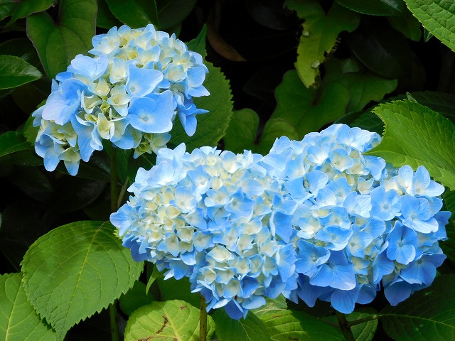 結婚相談所埼玉　水色のアジサイの花の画像です。