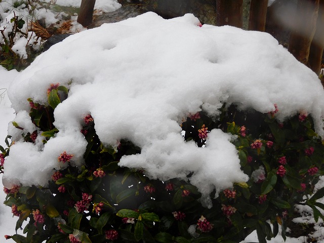 結婚相談所埼玉　嵐山町の雪　庭の沈丁花の花に雪が積もっている写真です。