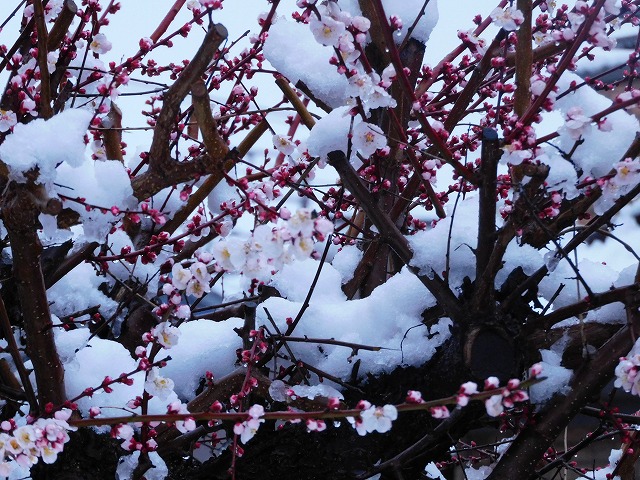 結婚相談所埼玉　嵐山町の雪　紅梅に雪が積もっている写真です。