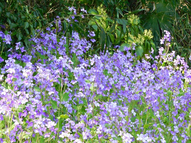結婚相談所埼玉　嵐山町の春　紫色の花の写真です