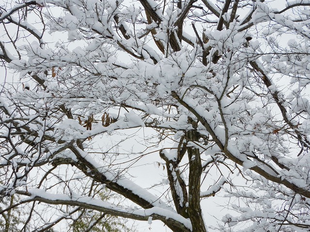 結婚相談所埼玉　嵐山町に雪が降りました。咲き始めた梅に雪が積もっている写真です。